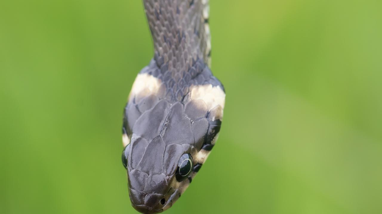 
	L'uomo ha ucciso&nbsp;Natrix Helvetica

