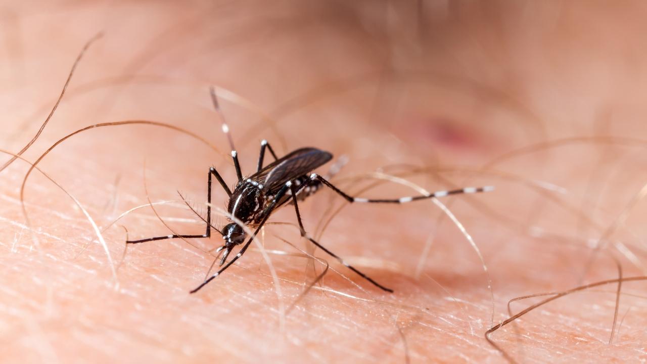 Due casi di febbre Dengue in Toscana 
