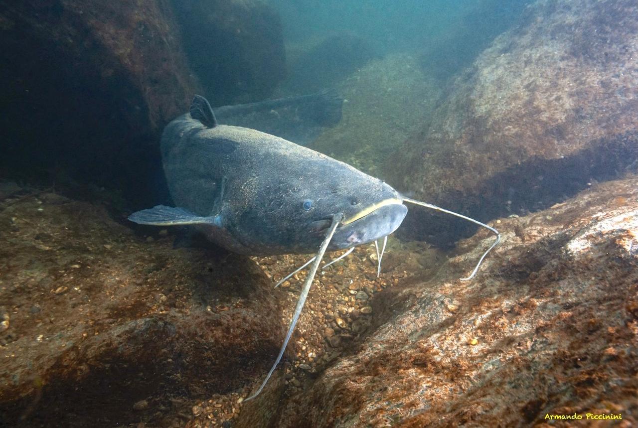 «Il granchio blu è solo l’ultimo arrivato: nel Po ormai solo specie aliene». Ecco come è cambiato il Grande fiume
