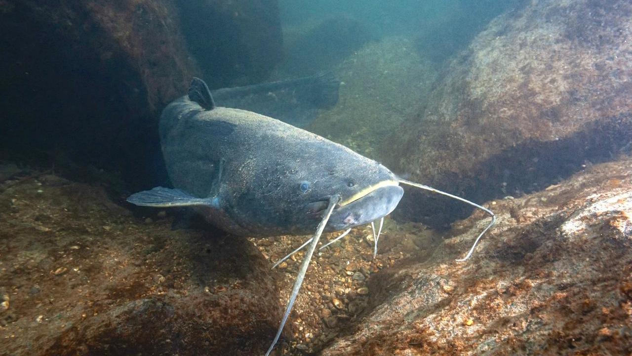 «Il granchio blu è solo l’ultimo arrivato: nel Po ormai solo specie aliene». Ecco come è cambiato il Grande fiume