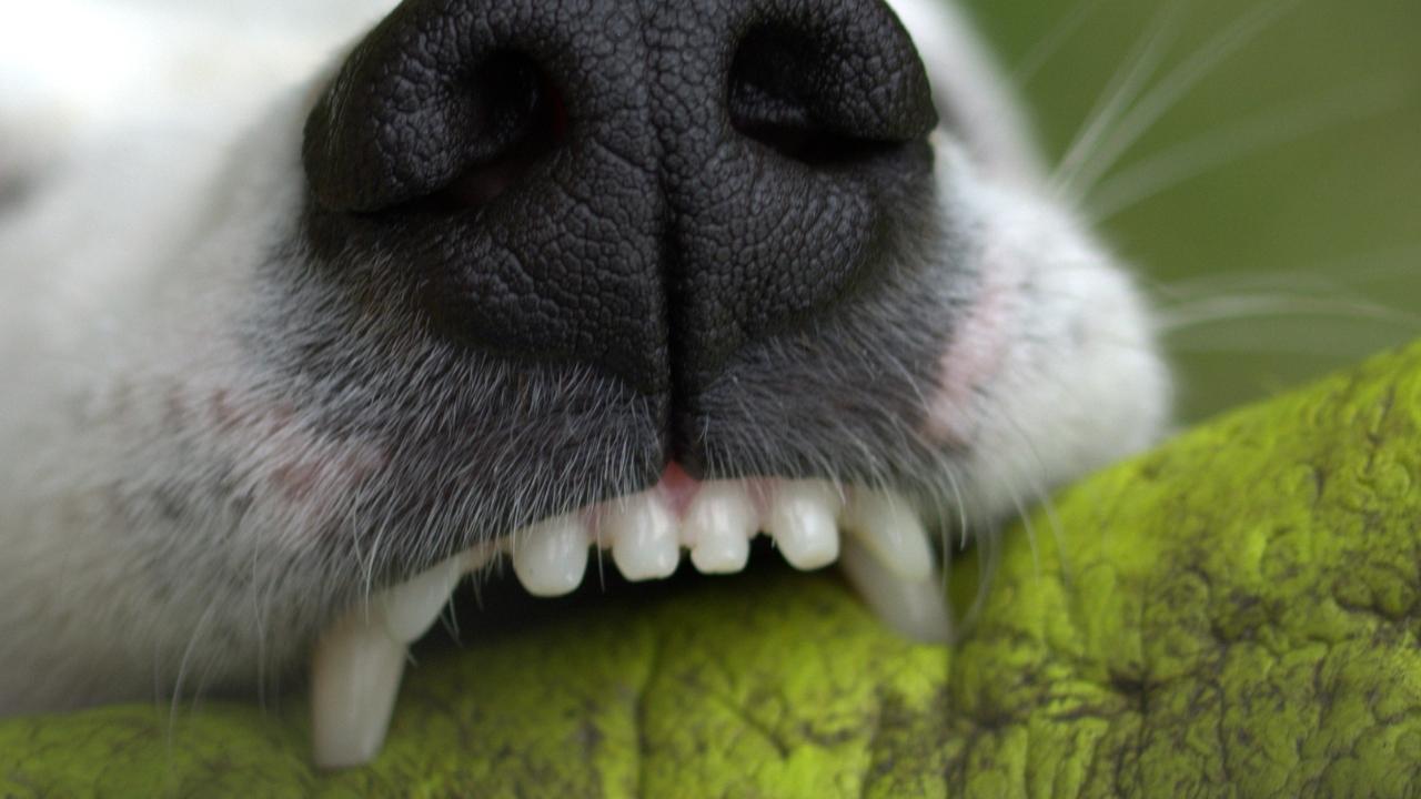 Il cane ha azzannato il pacco