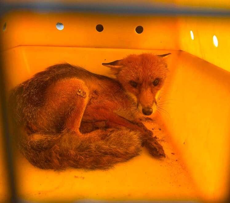 Montecatini, non ce l’ha fatta la piccola volpe soccorsa alla Grotta Maona
