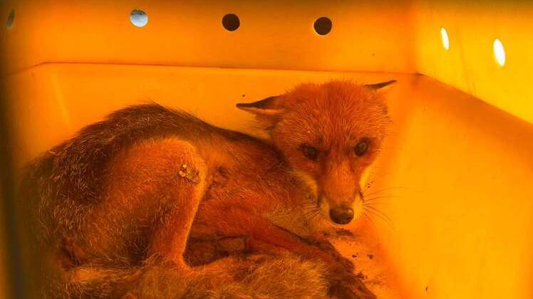 Montecatini, non ce l’ha fatta la piccola volpe soccorsa alla Grotta Maona