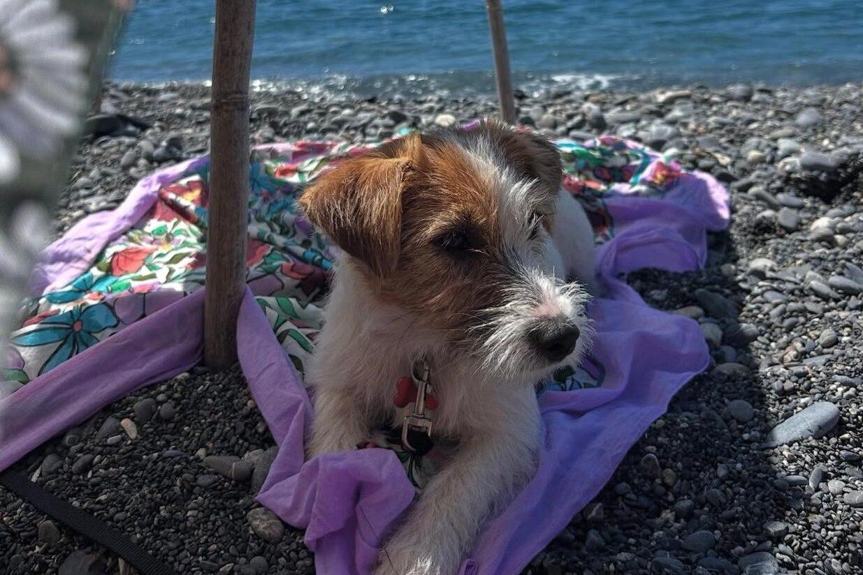 Gite, grigliate e feste: come vivere il Ferragosto con il cane senza metterlo in difficoltà