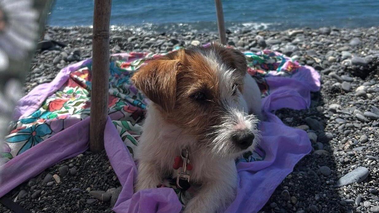 Gite, grigliate e feste: come vivere il Ferragosto con il cane senza metterlo in difficoltà
