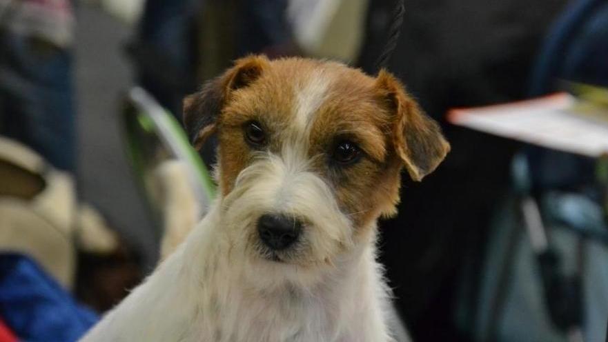 Ferragosto con il cane tra grigliate, mare e montagna: cosa fare (e cosa evitare) per non metterlo in difficoltà