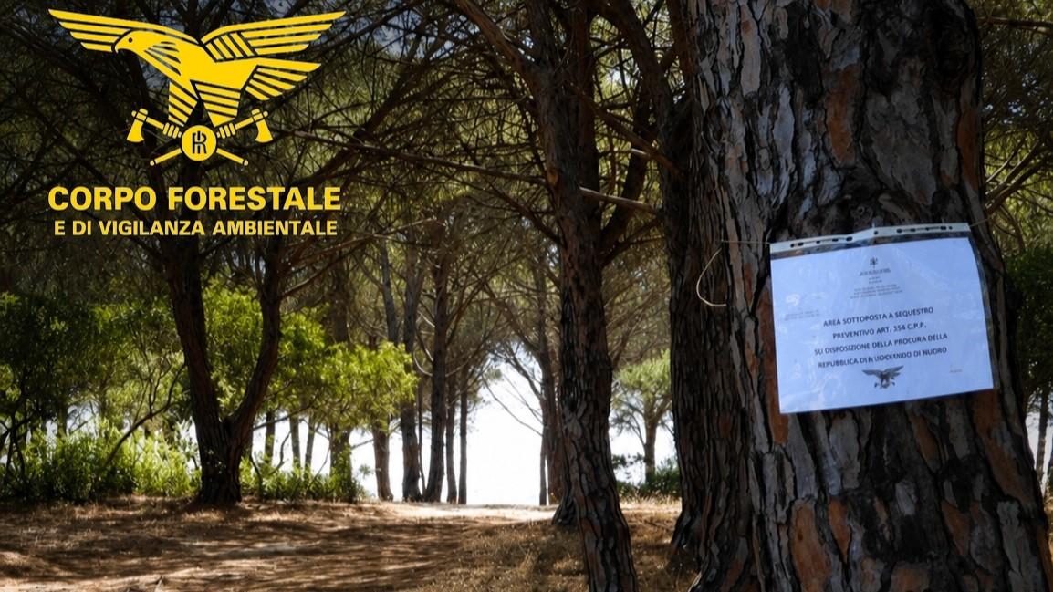 Oltre 700 auto nella pineta protetta, ma il limite è di 180: la Procura ordina il sequestro