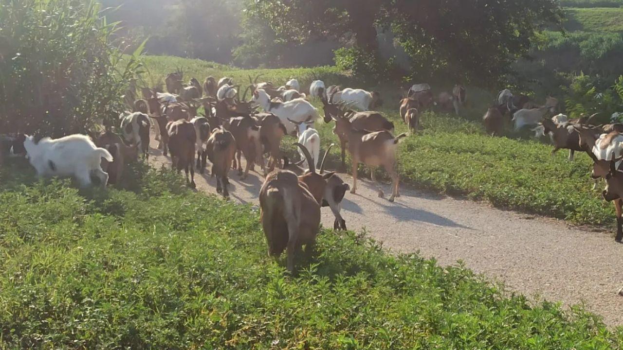 
	Le capre al pascolo all'Isolotto

