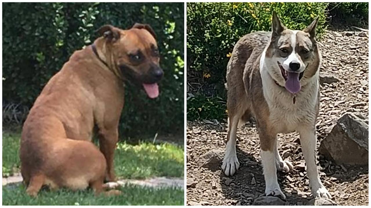 Due cani sbranati nella notte a Pavullo: è giallo