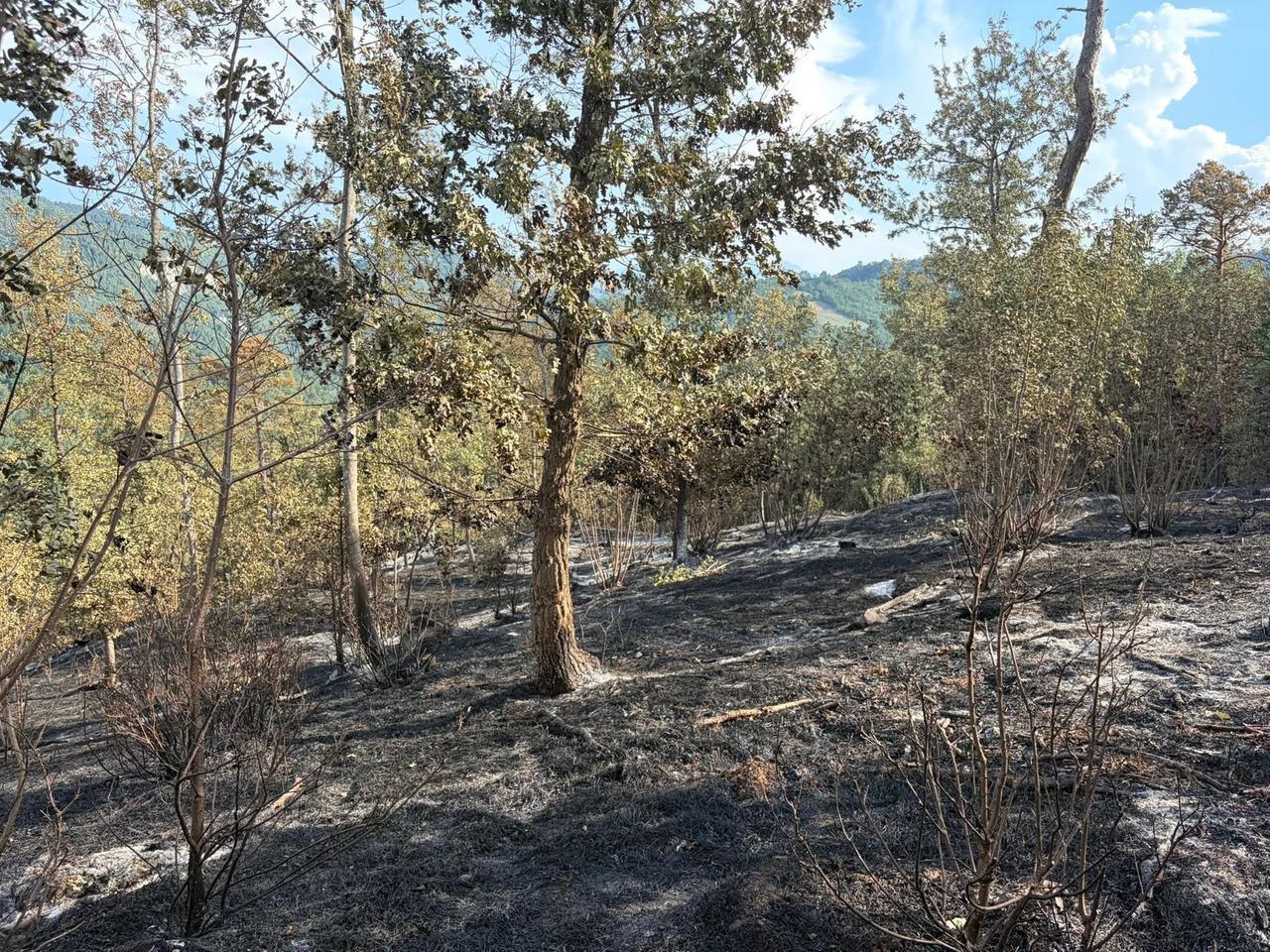 «Perché l’incendio di Vedriano ci mostra la spirale innescata dal cambiamento climatico»
