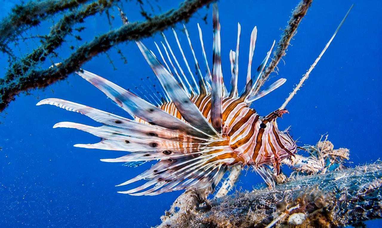 Il Mediterraneo diventa sempre più tropicale: in Sardegna aumentano le specie arrivate da oceani lontani