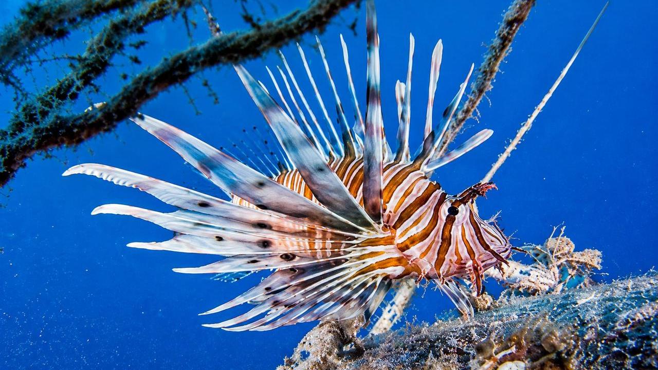 Il Mediterraneo diventa sempre più tropicale: in Sardegna aumentano le specie arrivate da oceani lontani