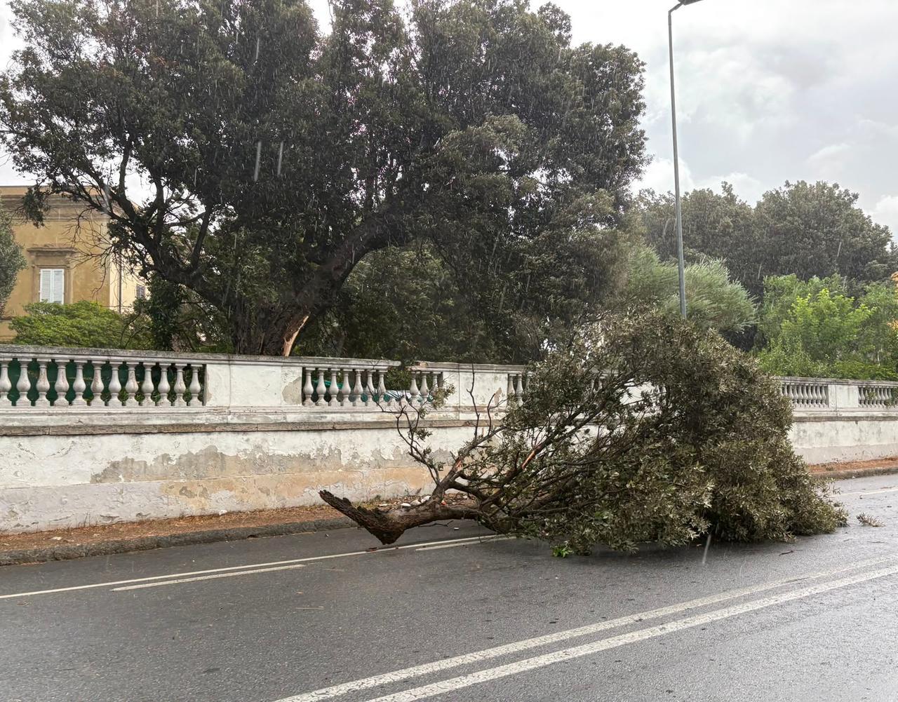
	Un albero caduto a causa del vento (foto Stick)

