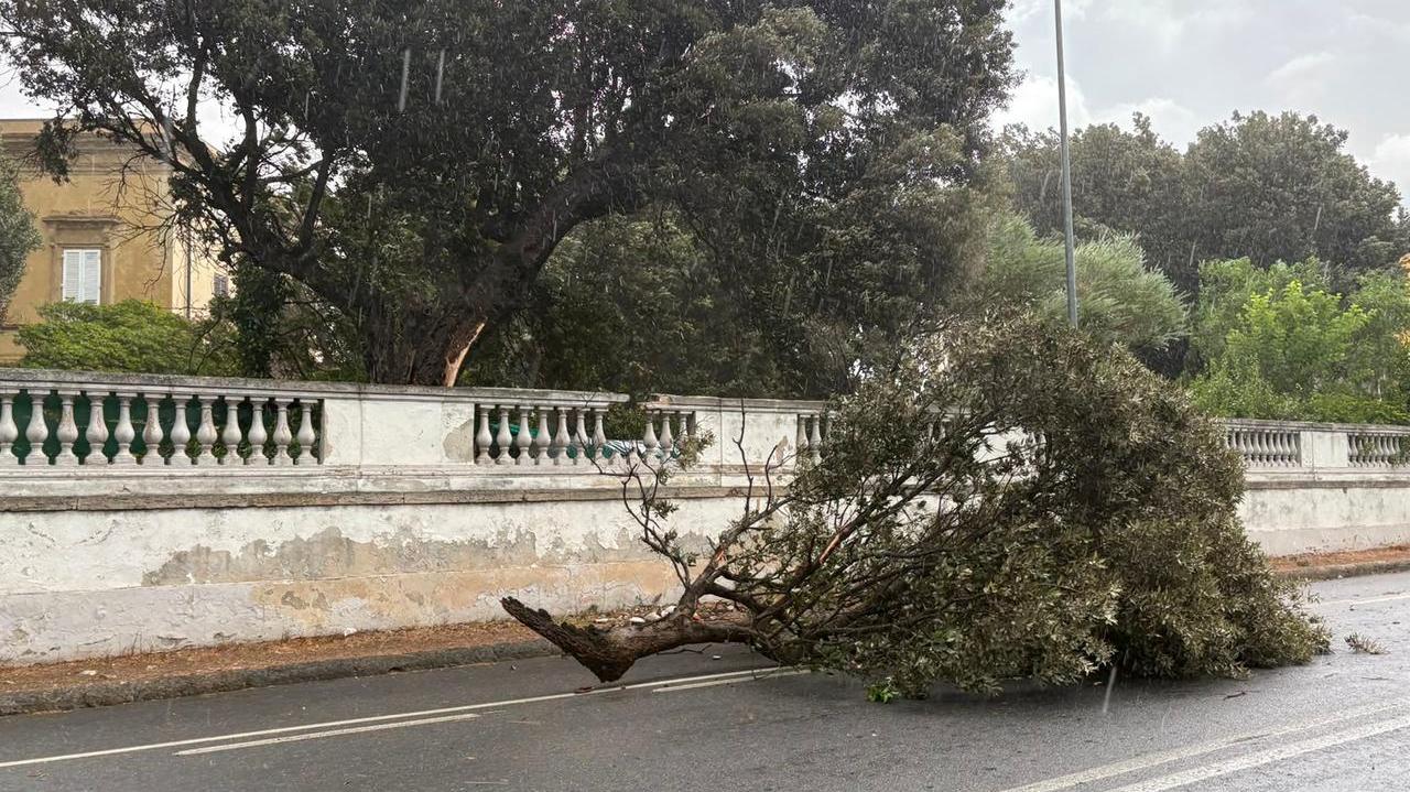 Un albero caduto a causa del vento (foto Stick)