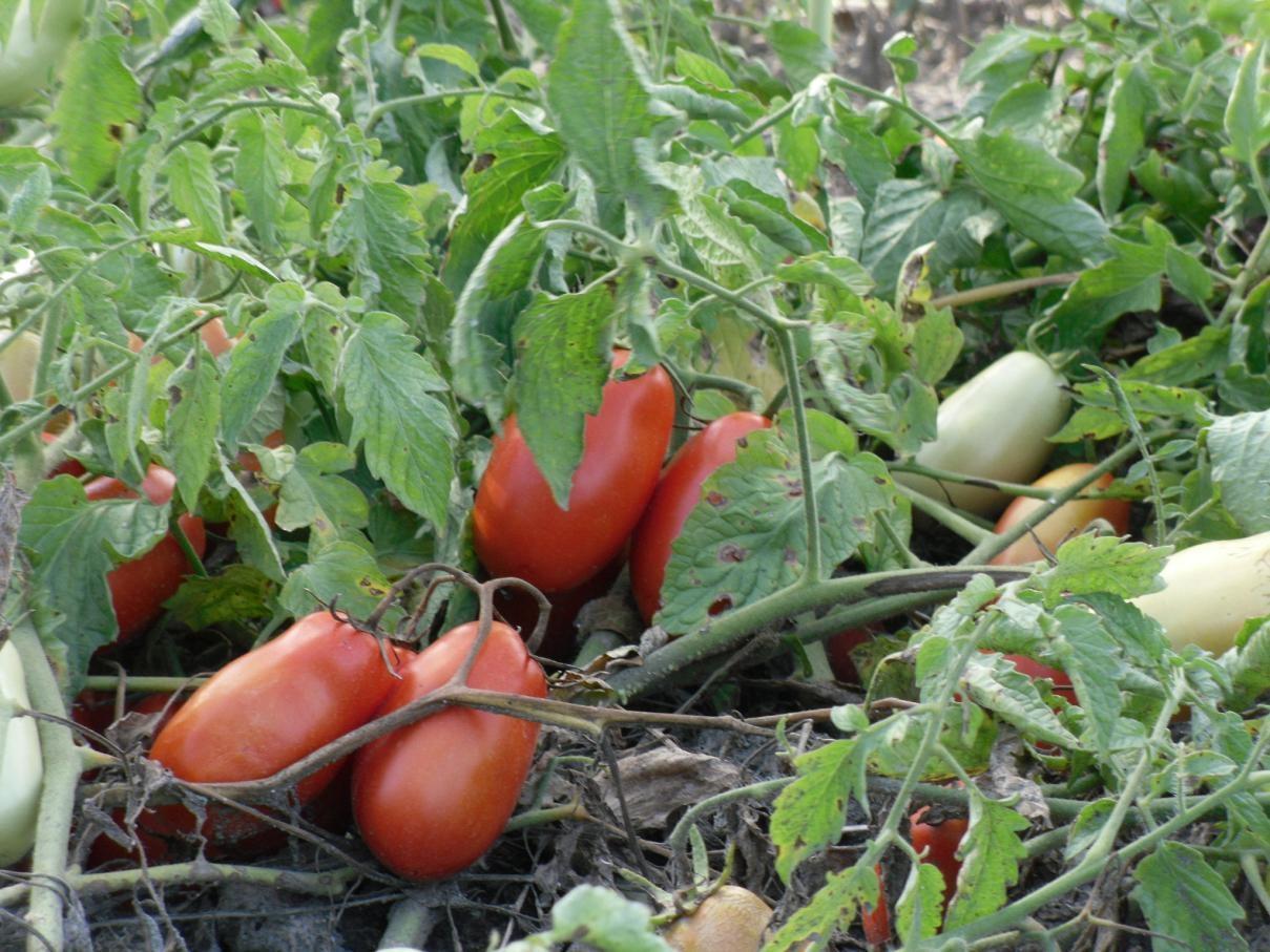 POMODORO da conserva - COLTIVAZIONE - CAMPI