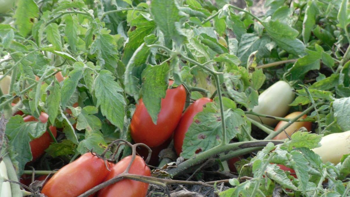 POMODORO da conserva - COLTIVAZIONE - CAMPI