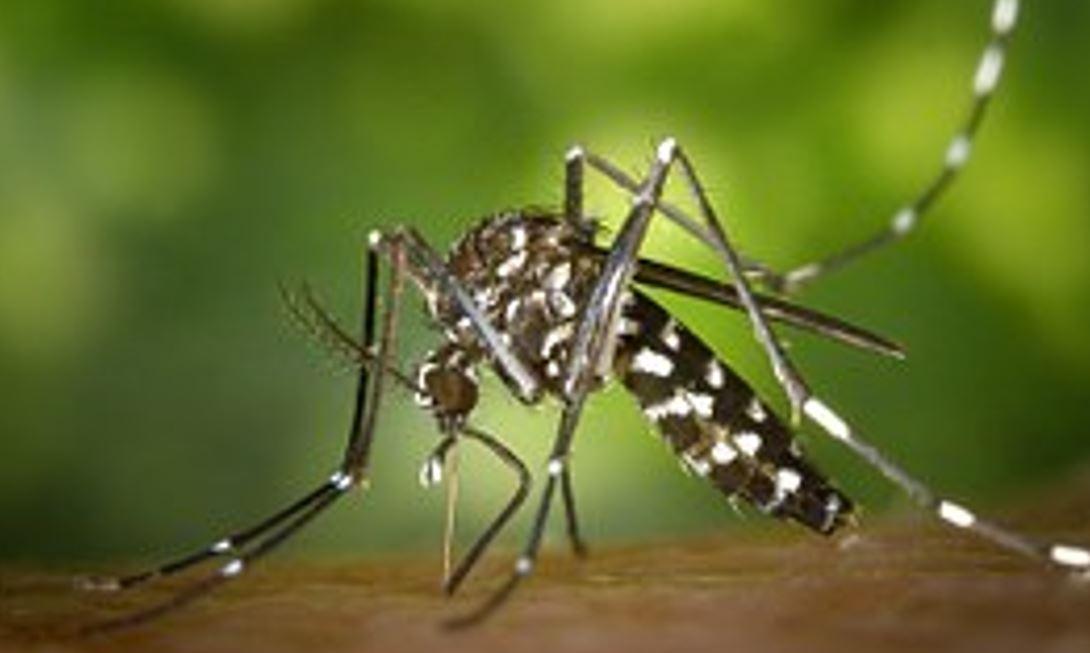 Caso di Dengue a Castellarano: paziente ricoverato, scatta la disinfestazione straordinaria