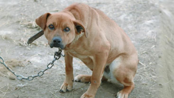
	Un cane legato alla catena (foto di archivio)

