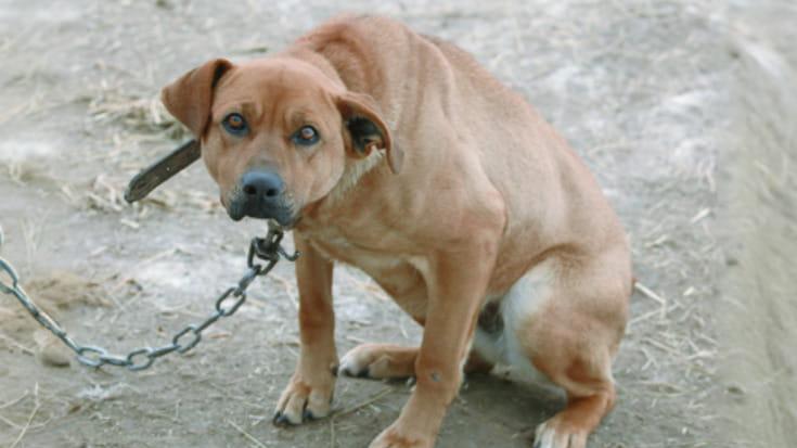 Un cane legato alla catena (foto di archivio)