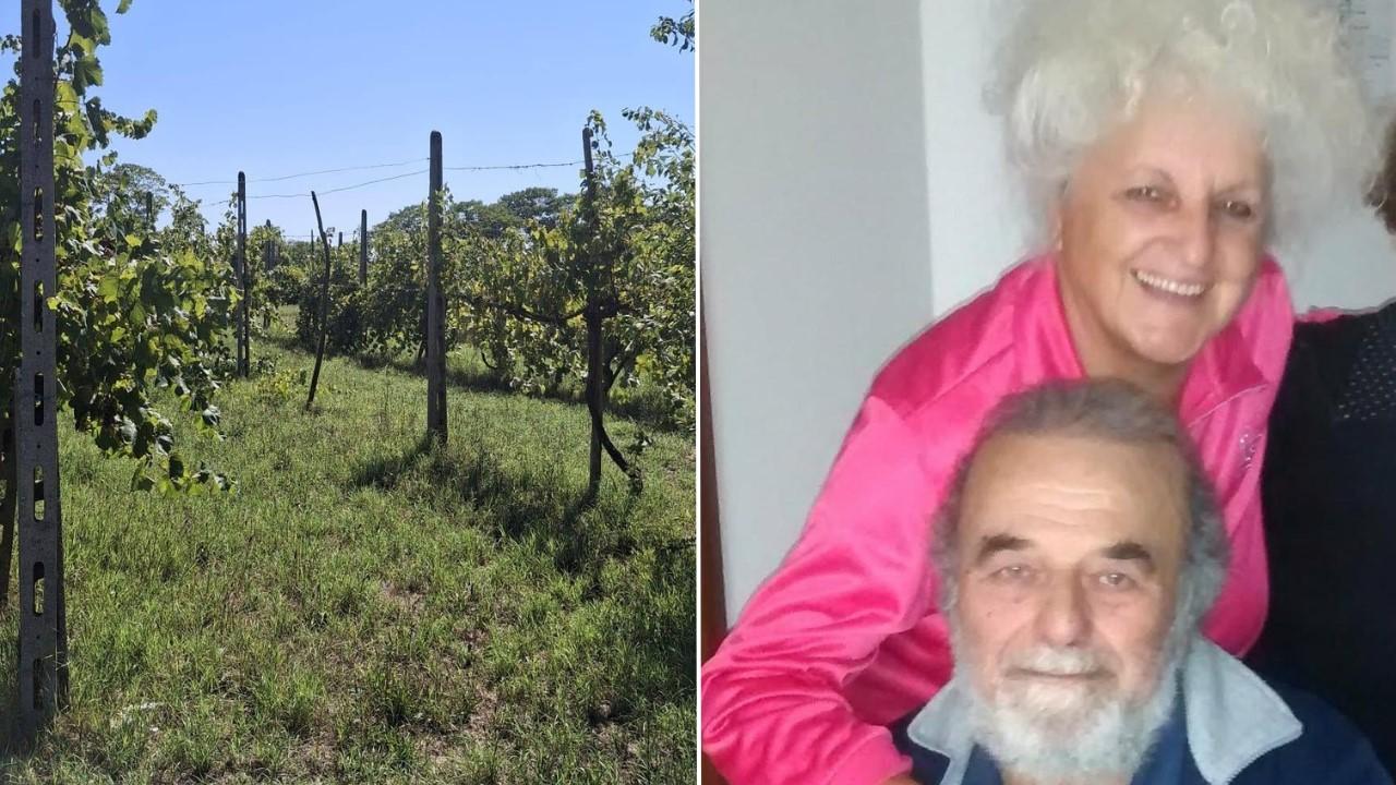 Massenzatica, cede gratis il vigneto dei genitori: «Ma solo a chi gli darà cura»