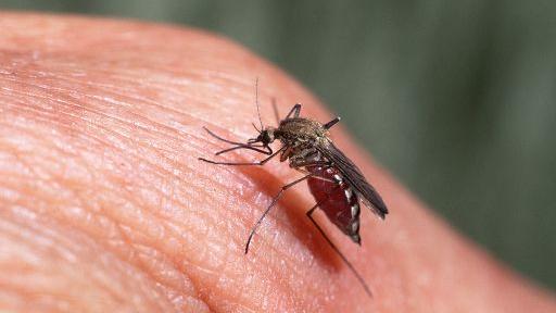 West Nile, il bilancio dei contagi sale a sedici: registrati due nuovi casi – L’invito della Asl a proteggersi