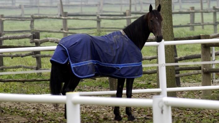 Ippica in lutto: è morto Varenne, il cavallo leggendario