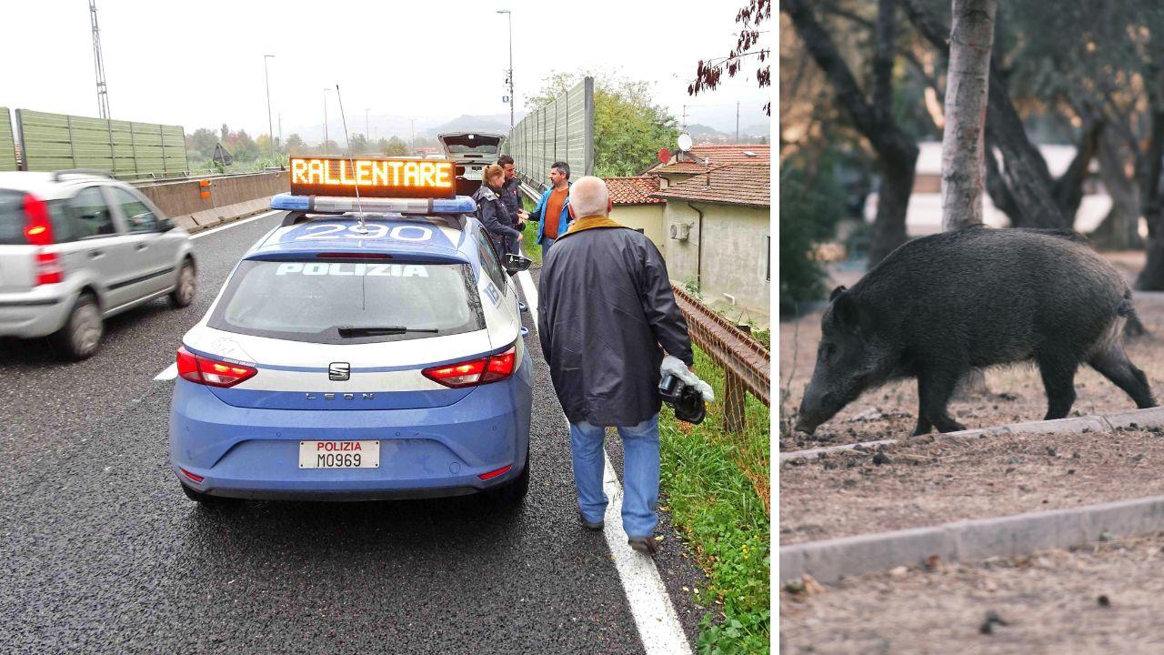 
	Un incidente di un&rsquo;auto contro un cinghiale: la polizia rallenta il traffico (foto archivio)

