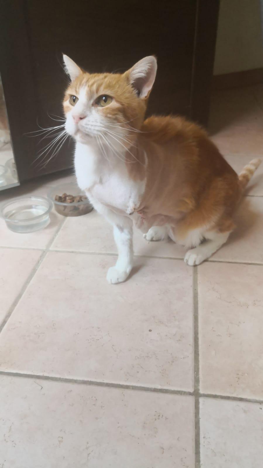 Stolky ce l’ha fatta: il gatto di quartiere operato grazie alla solidarietà di tanti