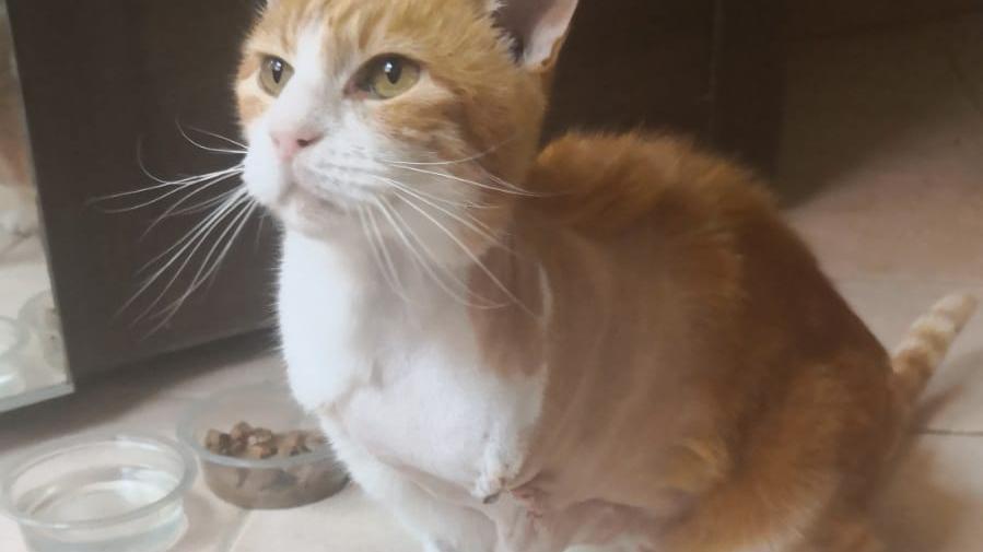 Stolky ce l’ha fatta: il gatto di quartiere operato grazie alla solidarietà di tanti