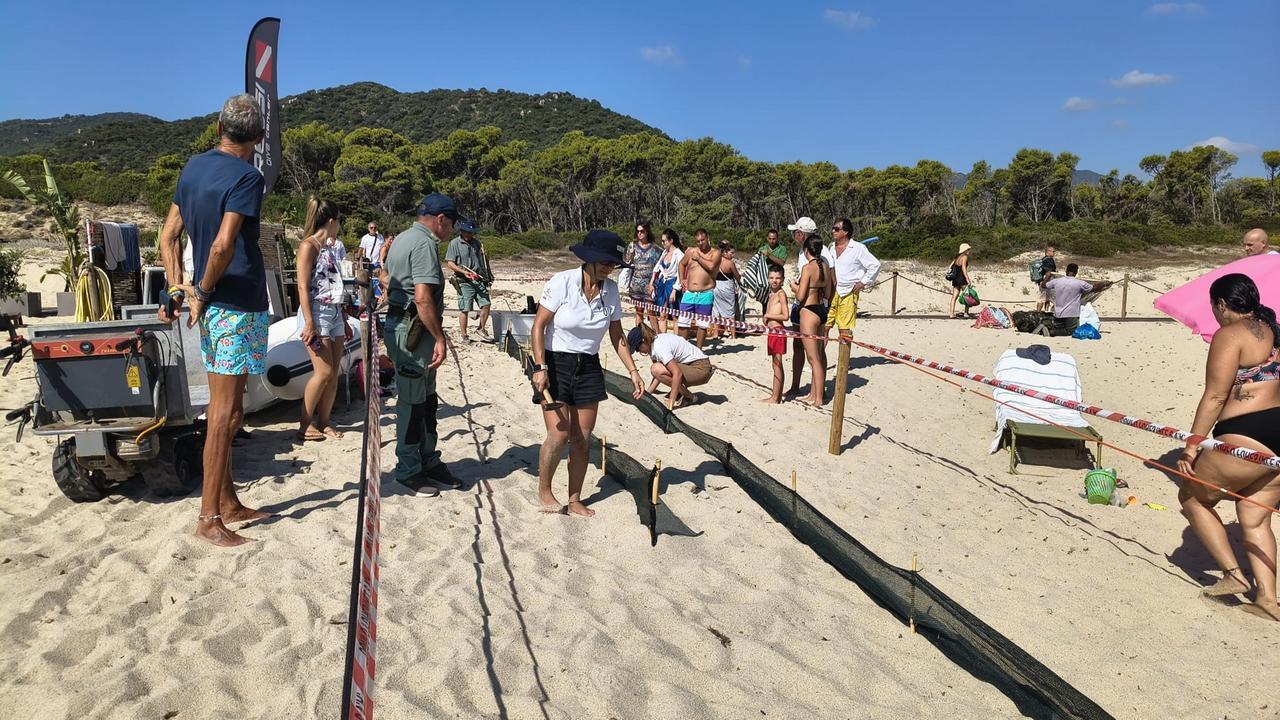 Tartarughe caretta caretta, di notte la schiusa delle uova a sorpresa: recintata l’area