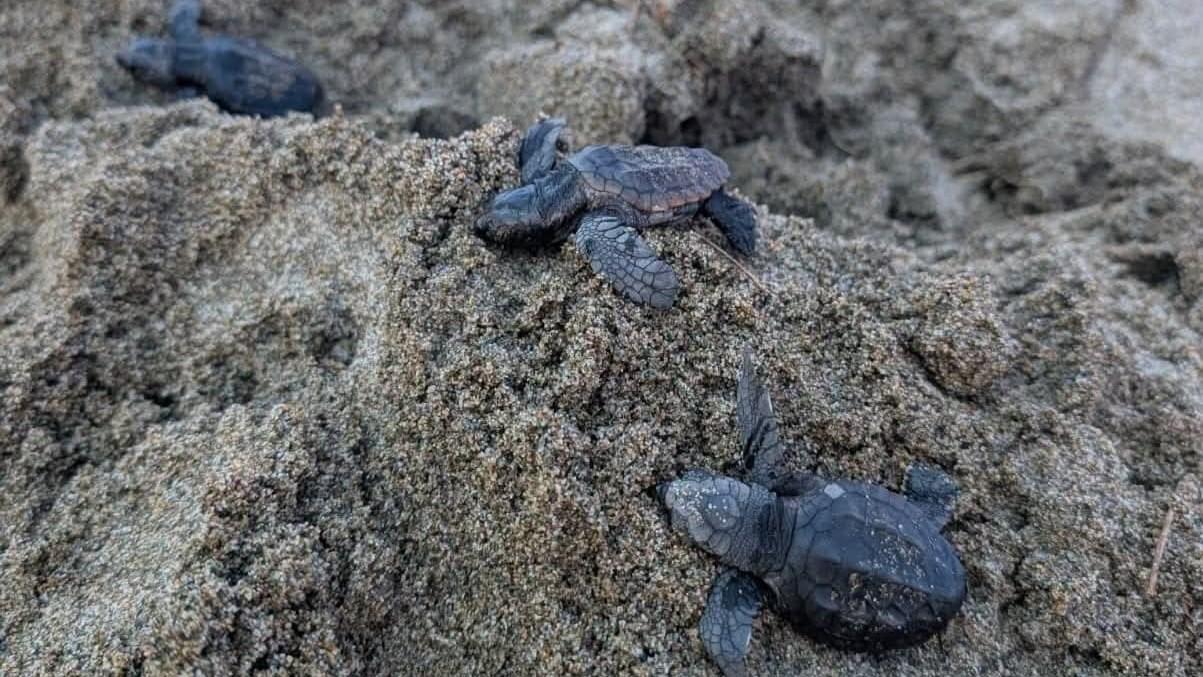 Caretta caretta, 21 tartarughine hanno rotto l’uovo e si sono dirette verso il mare – Schiusa in corso