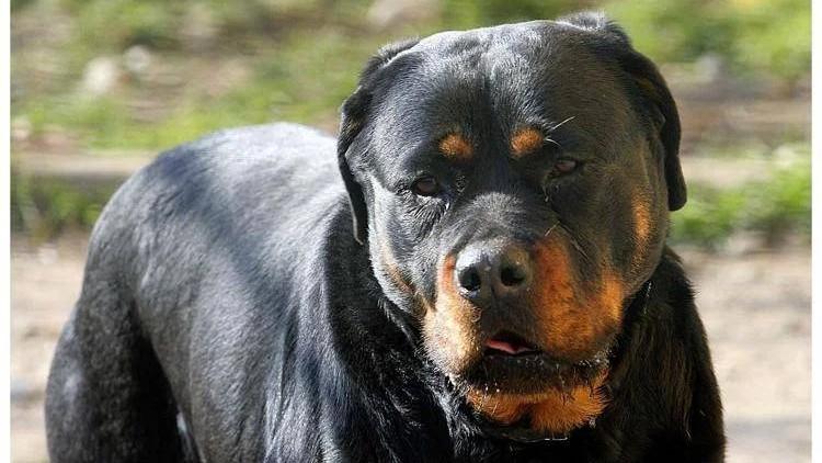 Tragedia in campagna, uomo muore azzannato da due cani