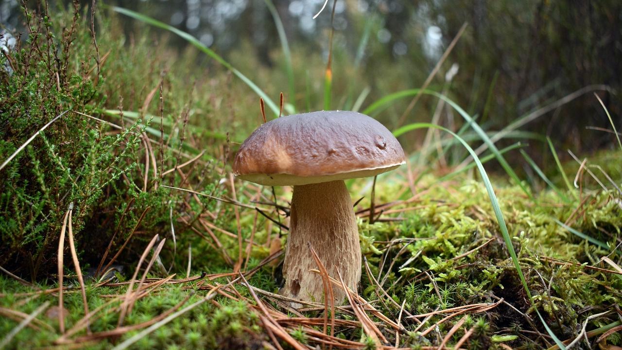 Pescia, limitazioni per la raccolta dei funghi: i giorni e gli orari stabiliti – Tutte le novità