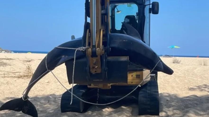 Partorisce il suo piccolo davanti a una spiaggia della Sardegna e muore: la storia di mamma delfina commuove l’isola