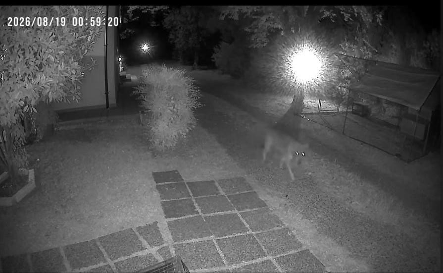 Ferrara, due lupi senza timori nel giardino di casa
