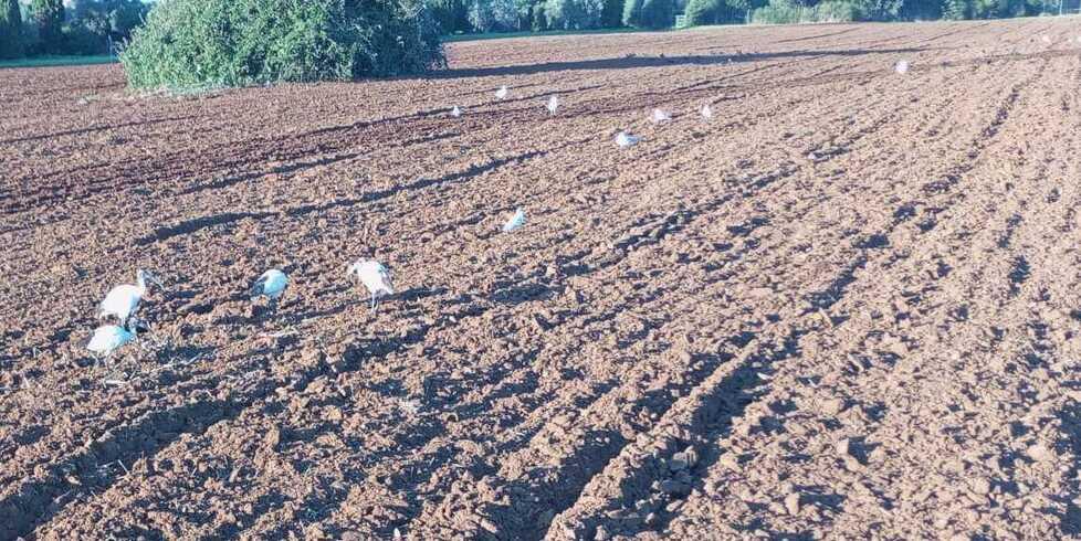 
	Un campo con ibis sacri nel territorio comunale di Orbetello

