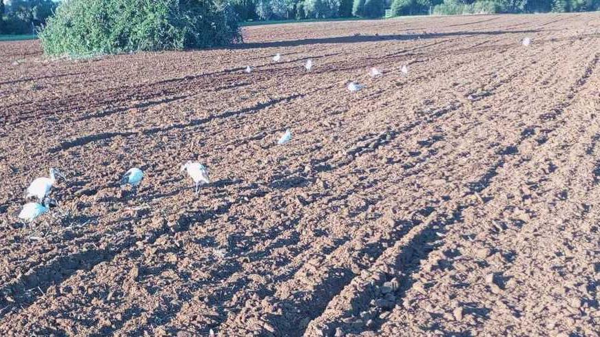 Un campo con ibis sacri nel territorio comunale di Orbetello