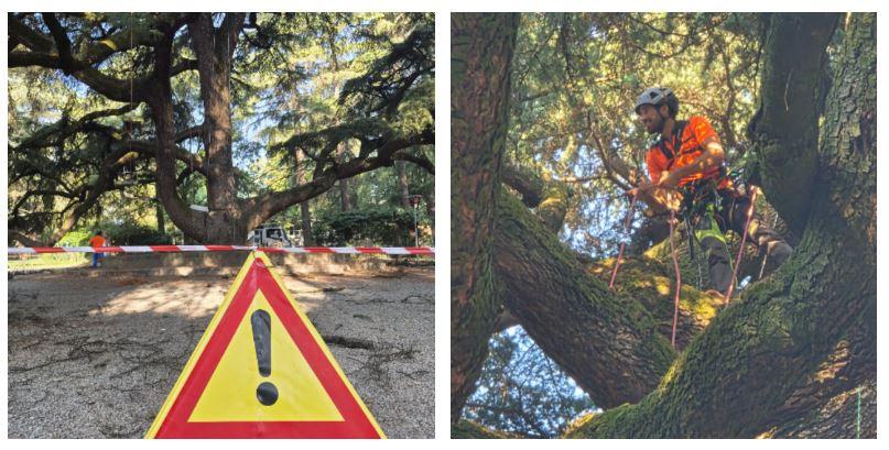 Tree climbing sul cedro secolare dei Giardini pubblici: potatura ad alta quota