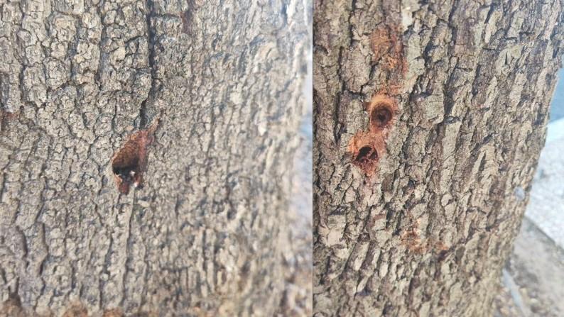 Armato di trapano tenta di avvelenare due alberi ornamentali: scatta la denuncia