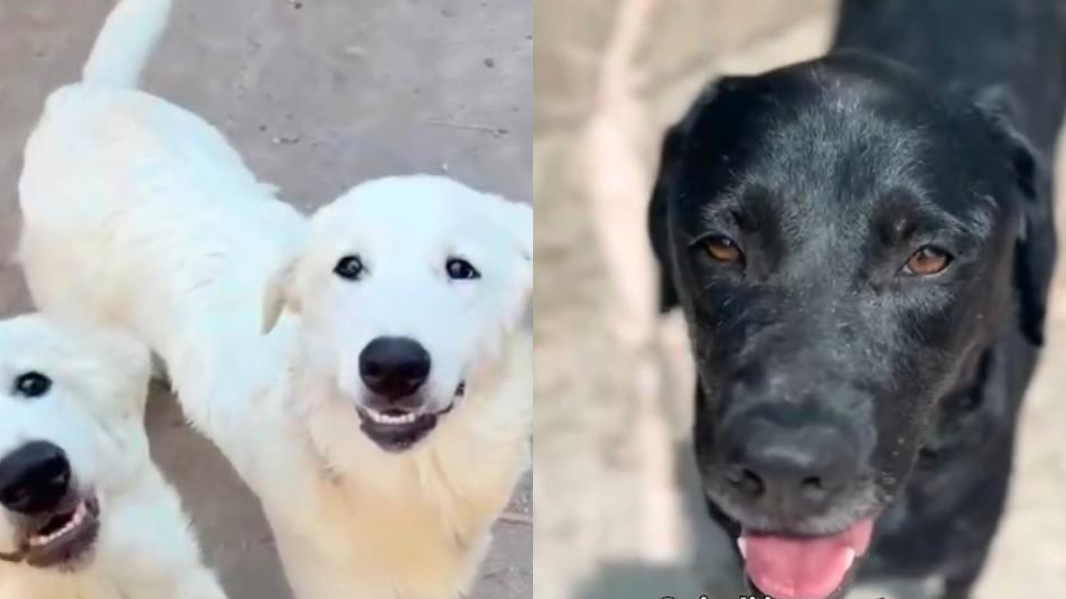 Zampette felici: cani e gatti cercano una famiglia – VIDEO