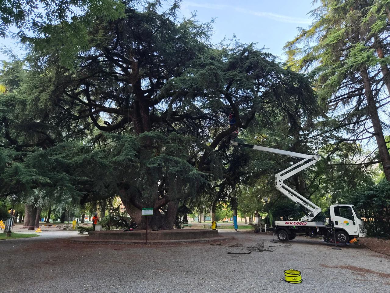 «Caldo prolungato, gli alberi sono sotto stress: ma il cedro dei Giardini sta reagendo meglio di tanti altri»