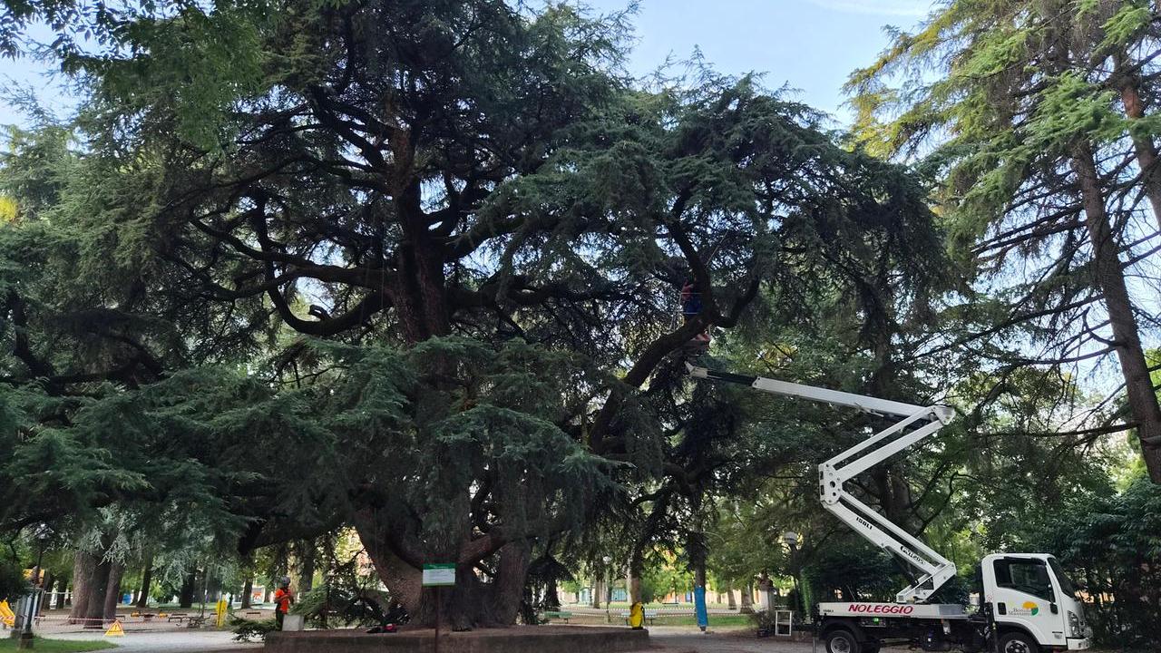 «Caldo prolungato, gli alberi sono sotto stress: ma il cedro dei Giardini sta reagendo meglio di tanti altri»