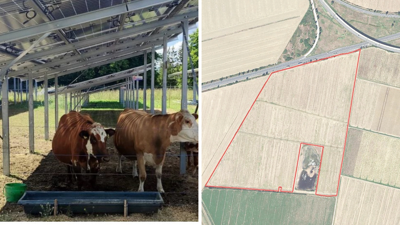 A sx un esempio di impianto agrivoltaico con delle mucche al pascolo sotto i pannelli, a dx la collocazione dell’impianto: nella parte alta della foto si vede la Fi-Pi-Li