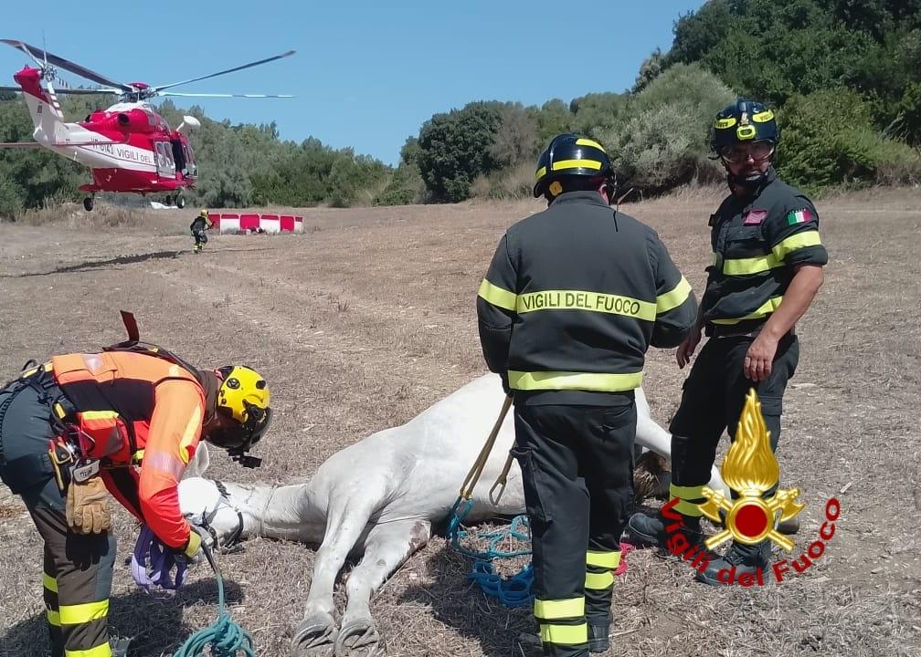 Cavallo cade in un canale: il salvataggio è acrobatico