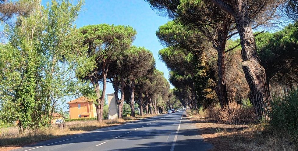 
	Alcuni esemplari di pini malati lungo via Livornese

