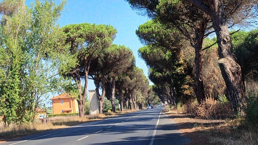 Alcuni esemplari di pini malati lungo via Livornese