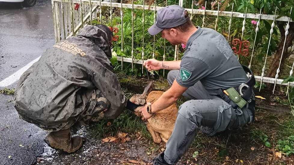 Capriolo incastrato in una recinzione: l’intervento per liberarlo