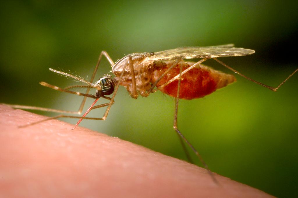 Sospetto caso di chikungunya a Reggio Emilia: ecco dove scatta la disinfestazione