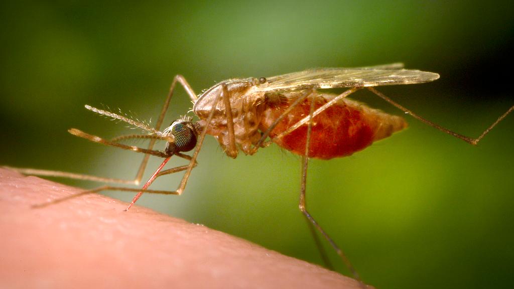 Sospetto caso di chikungunya a Reggio Emilia: ecco dove scatta la disinfestazione