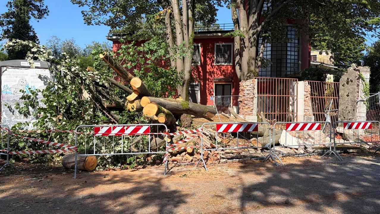 Tresigallo, i danni provocati dal fortunale sono ingenti. «Gli alberi caduti non si contano»